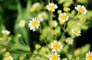 Mutterkraut - Tanacetum parthenium * 1337 x 891 * (292KB)